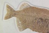 Fossil Fish (Phareodus) - Top Quality Specimen #92866-2